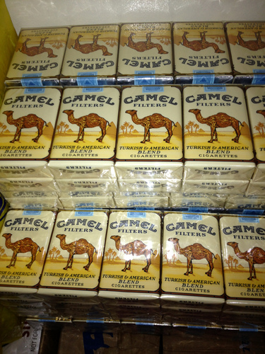 camel stock1.jpg